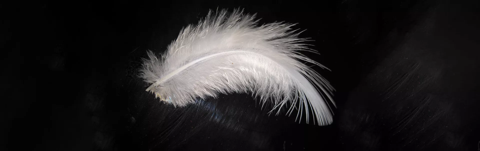 feather 1894773 1280